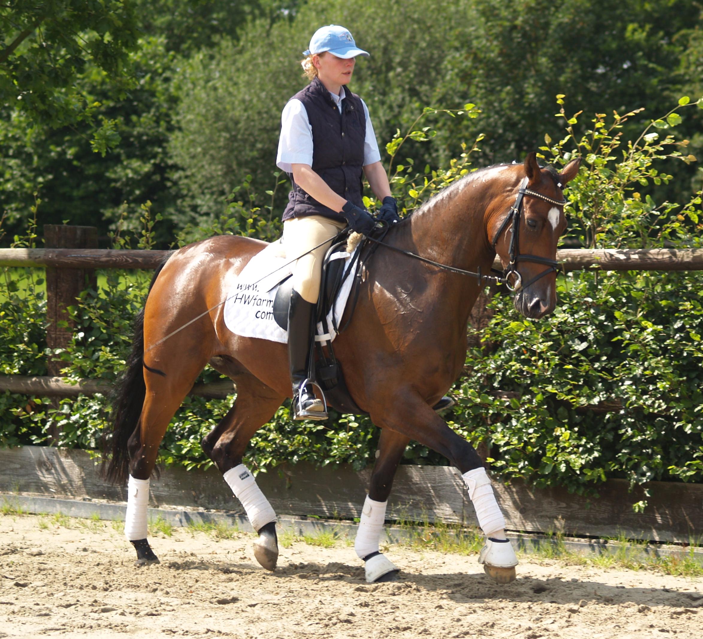 HW Farm SOLD Horse Lightning Jack HW